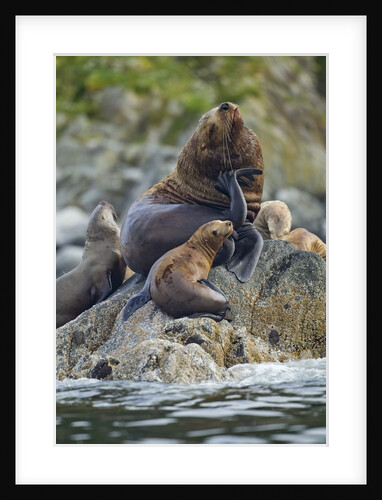 Steller's Sea Lions, Alaska by Anonymous
