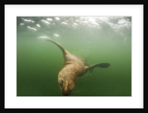 Steller's Sea Lion, Alaska by Anonymous