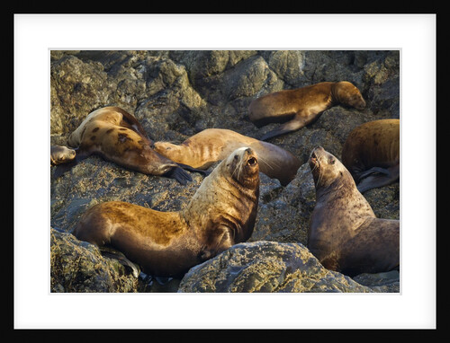 Steller's Sea Lions, Alaska by Anonymous