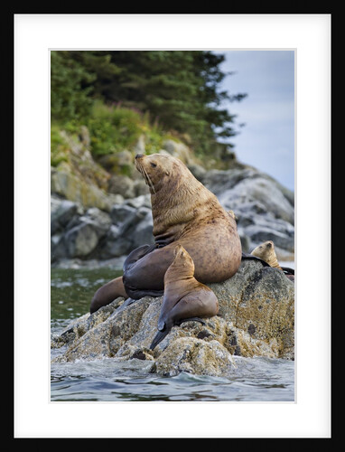 Steller's Sea Lions, Alaska by Anonymous