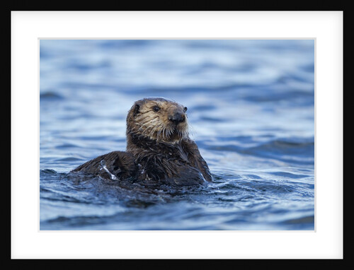Sea Otter, Alaska by Anonymous