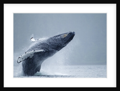 Breaching Humpback Whale, Alaska by Anonymous