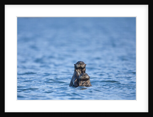 Sea Otter and Pup, Alaska by Anonymous