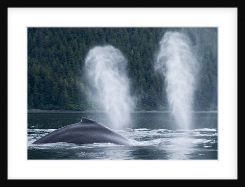 Humpback Whales, Alaska by Anonymous