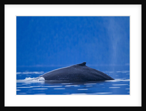 Humpback Whale, Alaska by Anonymous
