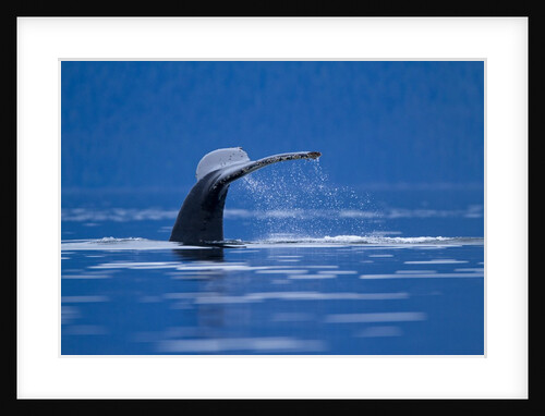 Humpback Whale, Alaska by Anonymous