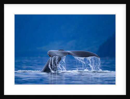 Humpback Whale, Alaska by Anonymous