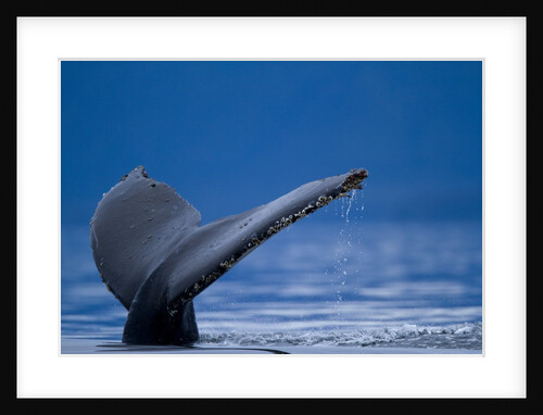 Sounding Humpback Whale, Alaska by Anonymous