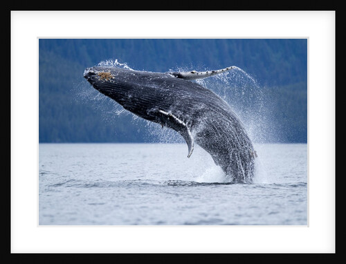 Breaching Humpback Whale, Alaska by Anonymous