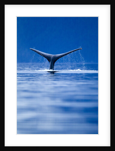 Sounding Humpback Whale, Alaska by Anonymous