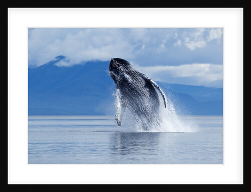 Breaching Humpback Whale, Alaska by Anonymous