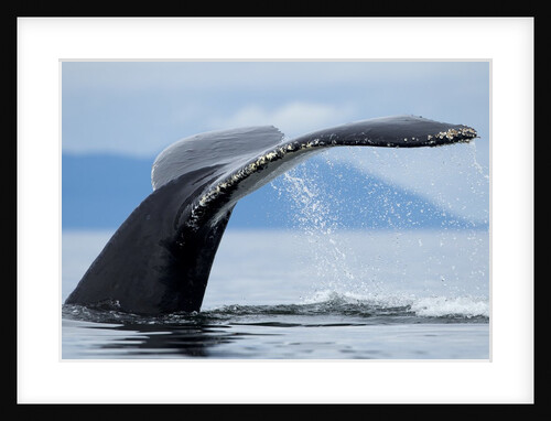 Sounding Humpback Whale, Alaska by Anonymous