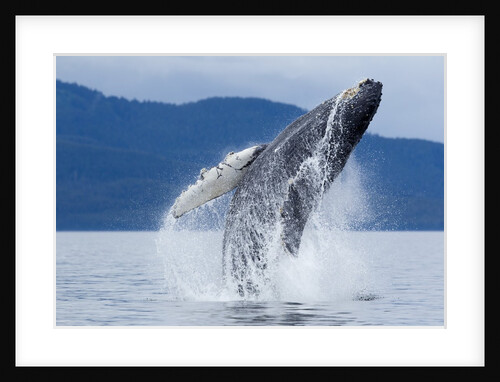 Breaching Humpback Whale, Alaska by Anonymous