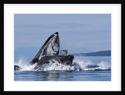 Group Feeding Humpback Whales, Alaska by Anonymous