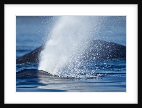 Spouting Humpback Whale, Alaska by Anonymous