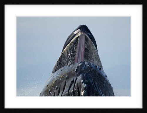 Group Feeding Humpback Whale, Alaska by Anonymous