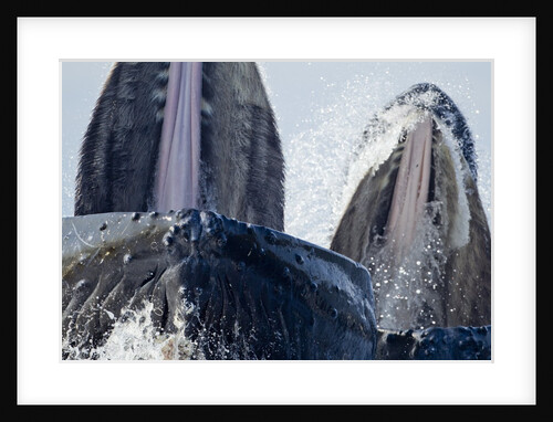 Group Feeding Humpback Whales, Alaska by Anonymous