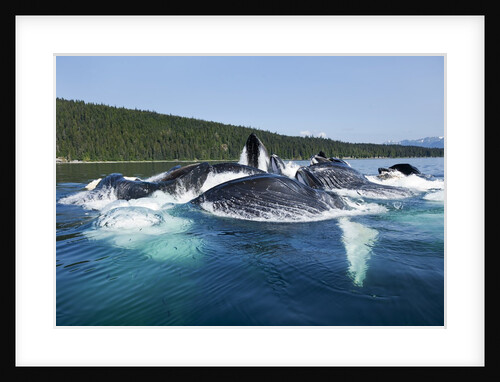 Group Feeding Humpback Whales, Alaska by Anonymous