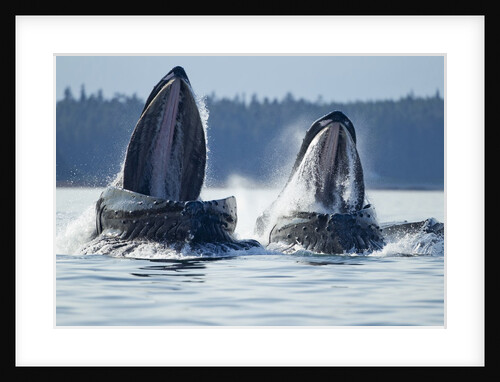Feeding Humpback Whales, Alaska by Anonymous