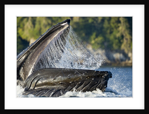 Feeding Humpback Whale, Alaska by Anonymous