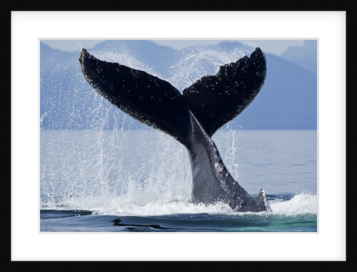Tail Slapping Humpback Whale, Alaska by Anonymous
