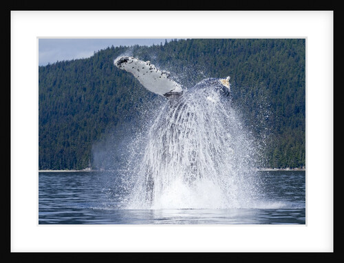 Breaching Humpback Whale, Alaska by Anonymous