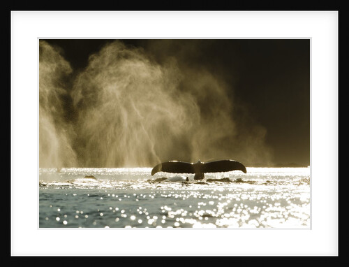 Diving Humpback Whale, Alaska by Anonymous