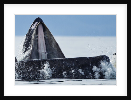 Feeding Humpback Whale, Alaska by Anonymous