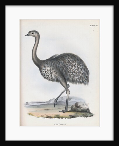 Darwin's Rhea or Lesser Rhea by Anonymous
