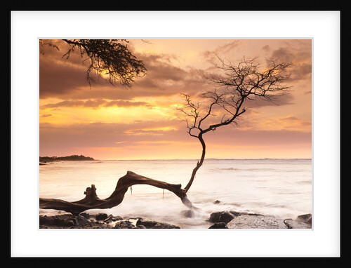 Tree on Anaehoomalu Beach by Anonymous
