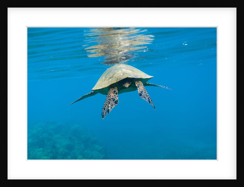 Marine animals by Anonymous