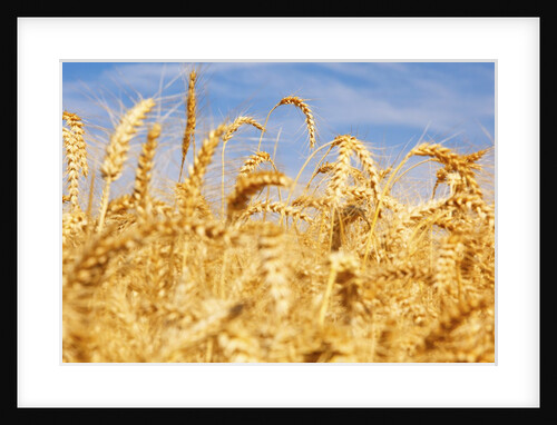 Weat field, Willamette Valley, Oregon. USA by Anonymous