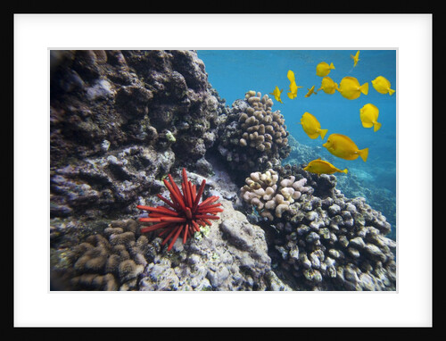 Hard Coral, Yellow Tang and Pencil Urchin, underwater near La Perousse, Makena, Maui, Hawaii by Anonymous