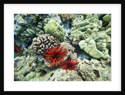 Pencil Urchin and hard coral, Maui, Hawaii by Anonymous