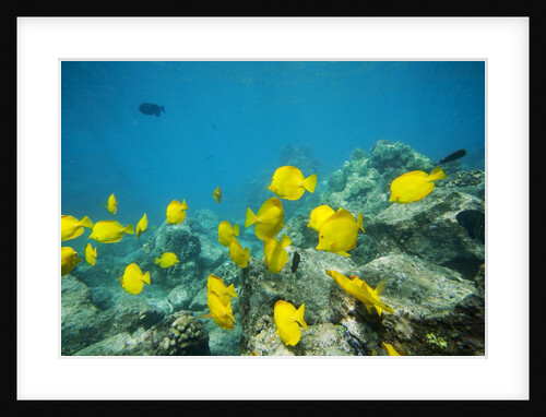 School of Yellow Tang nderwater near La Perousse, Makena, Maui, Hawaii by Anonymous