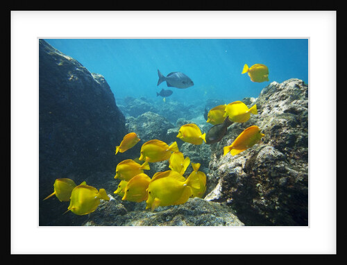 School of Yellow Tang nderwater near La Perousse, Makena, Maui, Hawaii by Anonymous