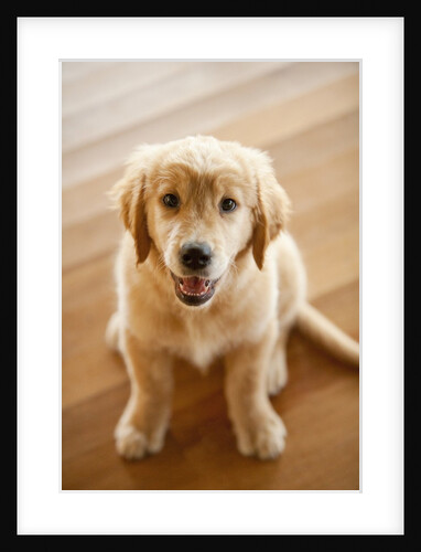 Golden Retriever puppy by Anonymous