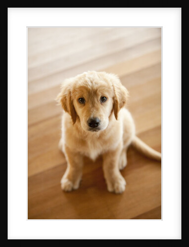 Golden Retriever puppy by Anonymous