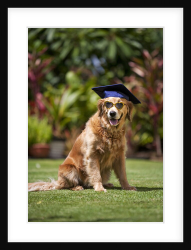 Golden Retriever ready for graduation by Anonymous