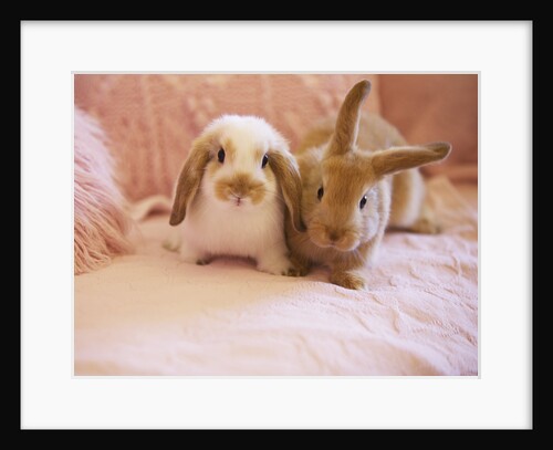 Two Rabbits on Pink Sofa by Anonymous