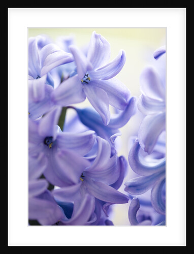 Detail of a purple hyacinth, Hyacinthus orientalis by Anonymous