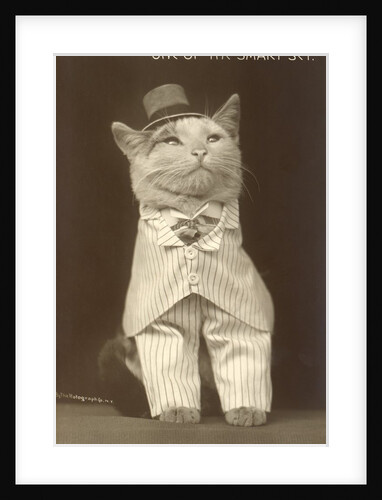 Cat wearing pinstripe suit and top hat by Anonymous