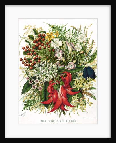 Wild Flowers and Berries by Anonymous