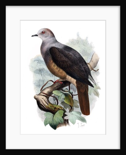 Barking Imperial Pigeon by Anonymous