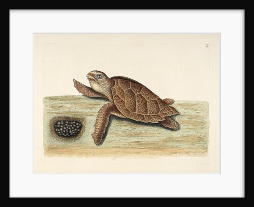 Hawksbill turtle by Mark Catesby
