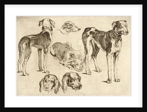 Studies of Hounds by Wenceslas Hollar