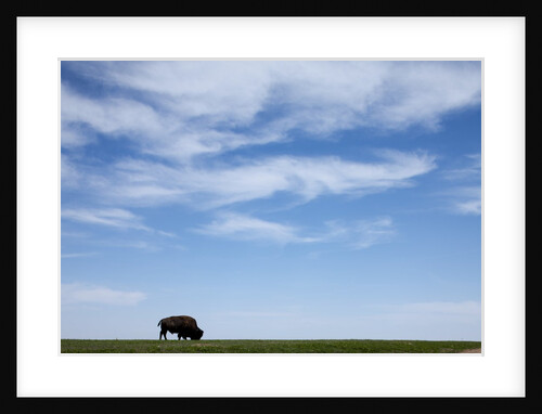 American Bison in Badlands National Park by Anonymous