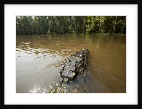 Alligator in Honey Island Swamp in Louisiana by Anonymous