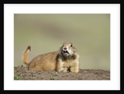 Prairie Dog in Theodore Roosevelt National Park by Anonymous