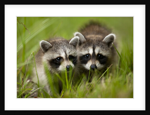 Raccoons at Assateague Island National Seashore in Maryland by Anonymous